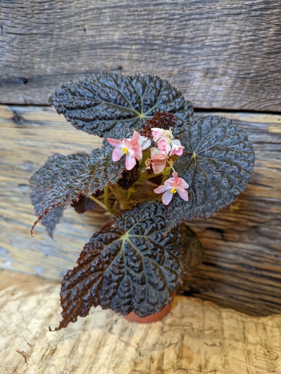 B. ‘Ruby Dragon’